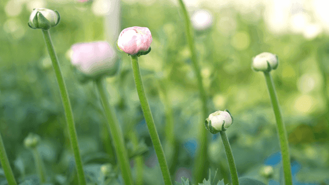 Pink and white flower buds in a garden
