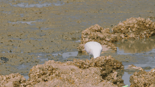 White spoonbill foraging in the muddy tidal flat