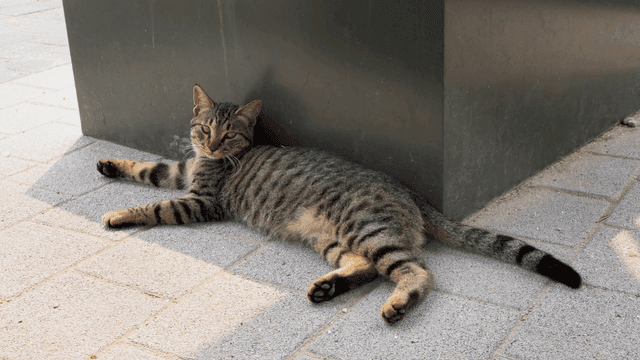 햇볕이 드는 보도에 누워 있는 얼룩 고양이