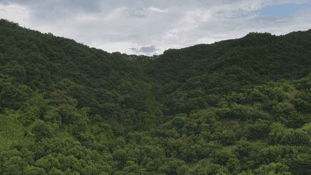 Lush green forest under a cloudy sky