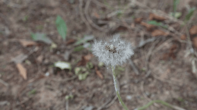 바람에 흔들리는 민들레 홀씨