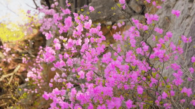 봄에 피어나는 분홍 진달래