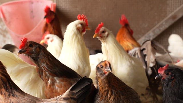 닭장 속 여러 종류의 닭들과 갓 낳은 달걀