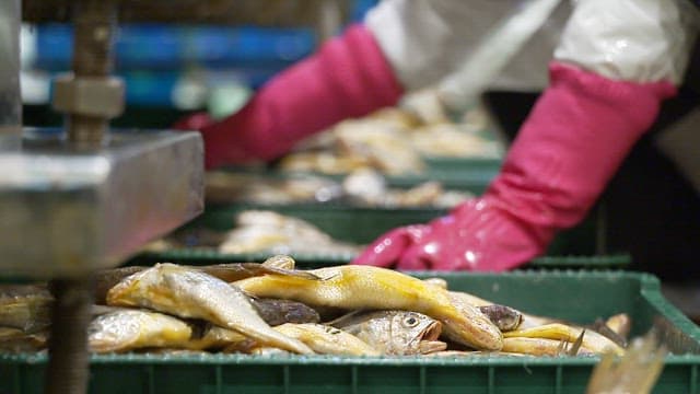식품 가공 공장에서 생선을 분류하는 작업자들