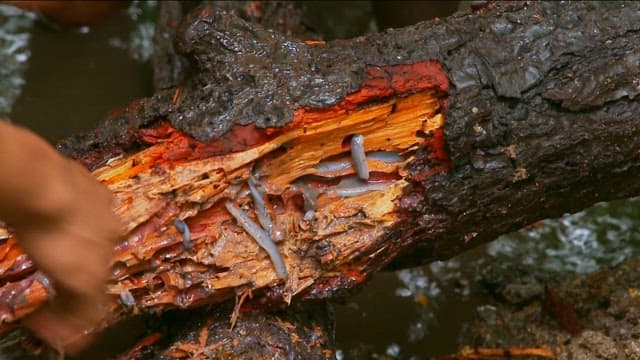 썩은 나무 뿌리에서 서식하는 타밀록