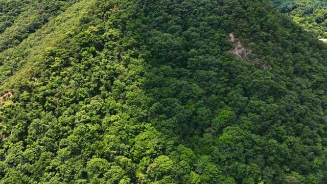 광활한 산을 덮고 있는 푸른 숲