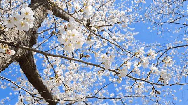 Cherry blossoms blooming under a clear sky