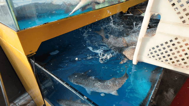 Fish being transferred into a tank