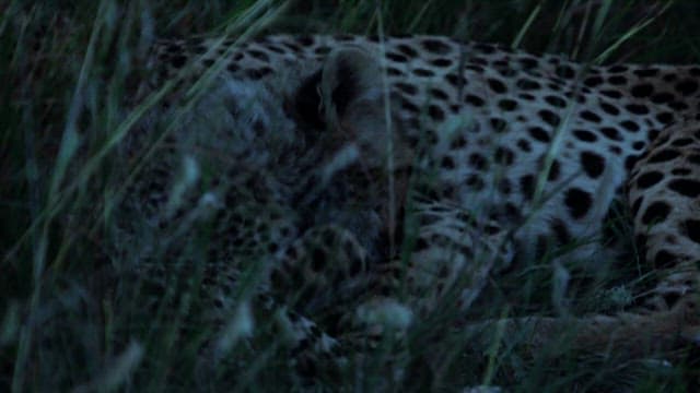 Cheetah resting in grass at dusk