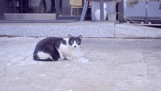 Black and white cat sitting on asphalt