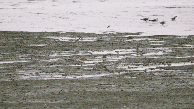 진흙 해안에서 먹이를 찾는 다양한 새들