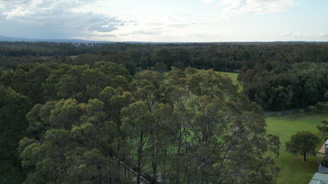 평화로운 초원에서 풀을 뜯는 캥거루