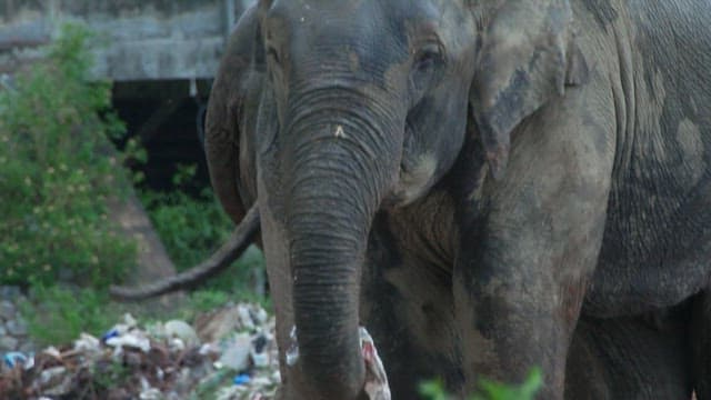 Elephants eating trash at a landfill