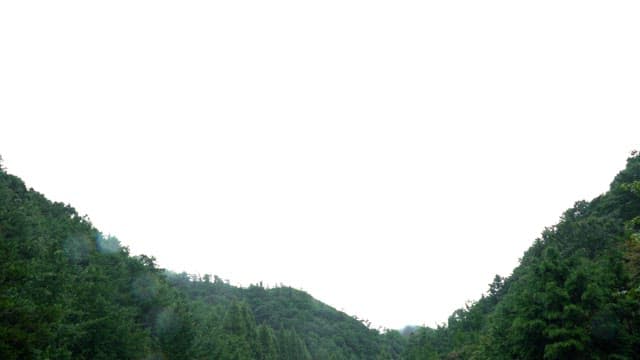 Green forest with muddy road on a rainy day