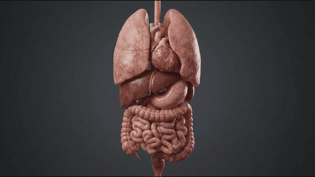 3D showing internal human organs