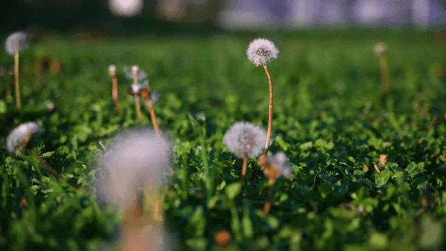Dandelions in a green field