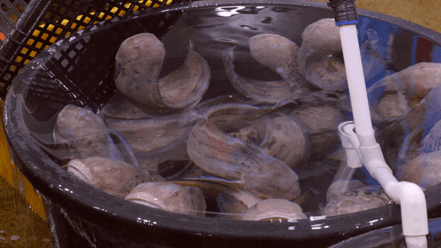 Live hagfish in basin of water