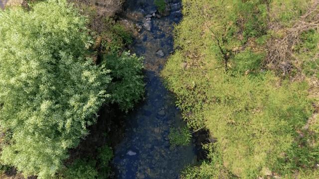 Serene stream flowing through lush greenery