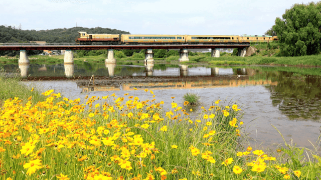 기차가 지나가는 다리와 노란 꽃이 있는 강