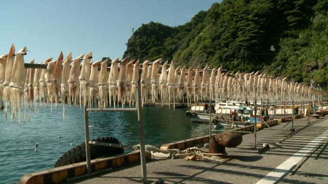 연안 처리 지역에서 건조되는 오징어