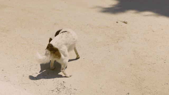 햇살이 비치는 흙길 위에서 자신의 냄새를 맡는 개