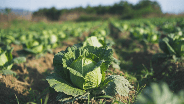 Cabbage field growing in sunlight