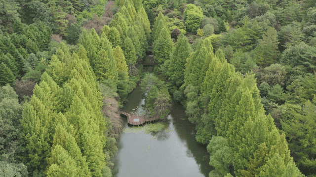 저수지가 있는 푸른 숲