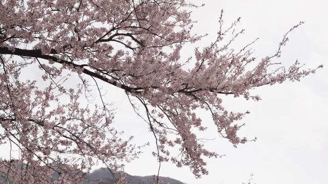 Cherry blossoms in full bloom on branches
