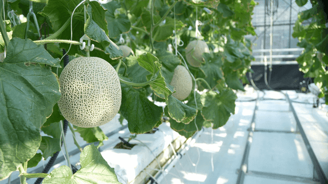 Melons hanging in greenhouse