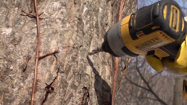 드릴로 나무 기둥을 뚫어 낸 구멍에서 나오는 수액