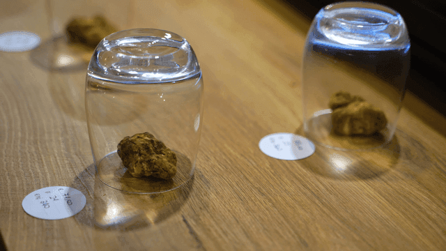 Truffle mushrooms displayed under glass cup