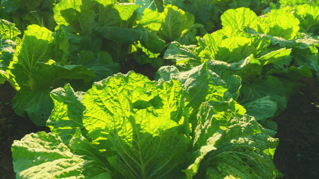 Sunlit cabbage field in the morning