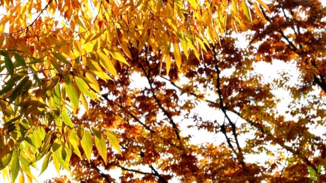 햇빛이 내리쬐는 가을날의 노란 단풍