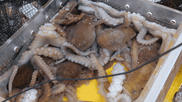 Octopuses in a water tank at a market