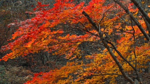 Vibrant Autumn Leaves in the Forest