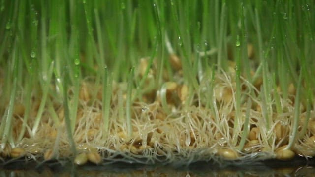 Fresh barley sprouts with water droplets