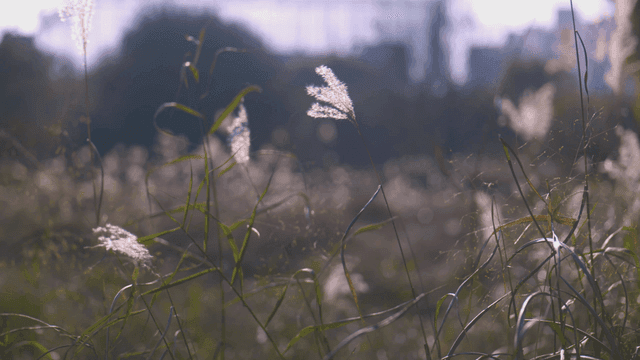 Reed field swaying in wind