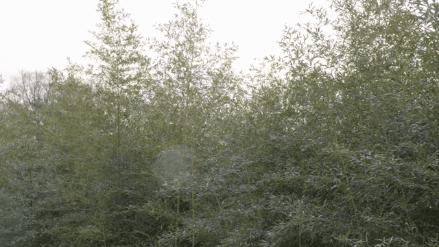 밝은 하늘 아래 울창한 대나무 숲