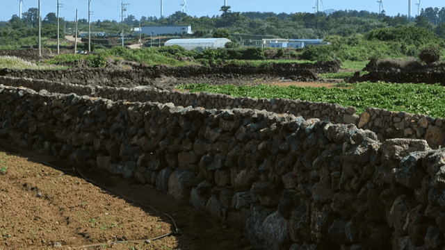 시골 지역의 돌담과 밭