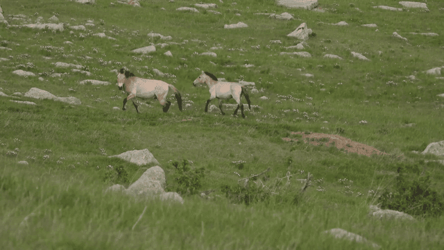 초원에서 자유롭게 뛰어다니는 야생마