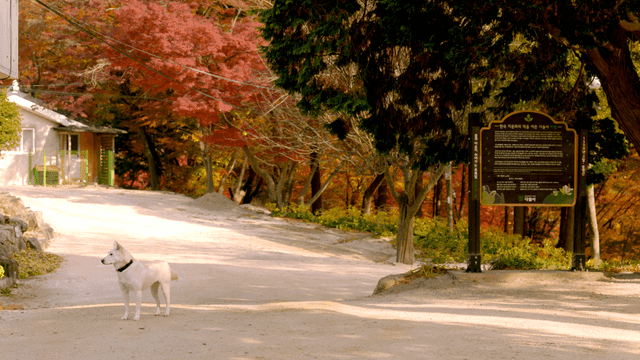 White dog standing on autumn forest path