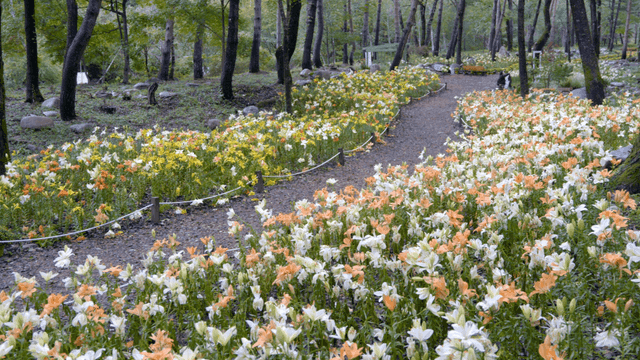Colorful flower garden in forest