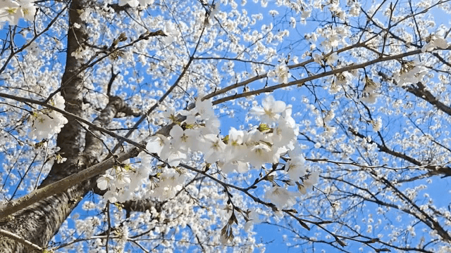 Cherry blossoms blooming under a clear sky