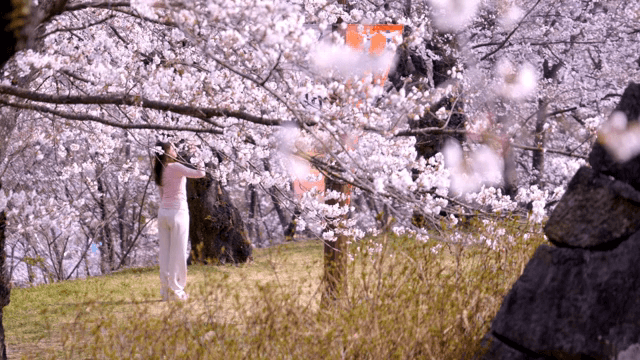 봄에 벚꽃을 즐기는 여성