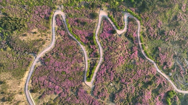 Winding Trail with Pink Azaleas in Full Bloom