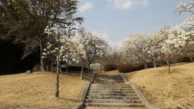 꽃이 만발한 나무로 둘러싸인 계단