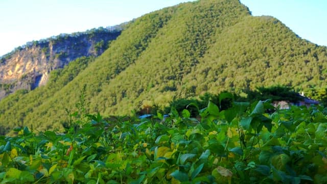 Pepper field with lush mountains in the background