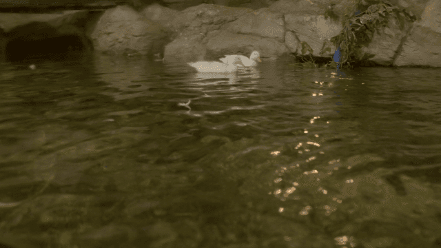 Ducks swimming in a calm pond