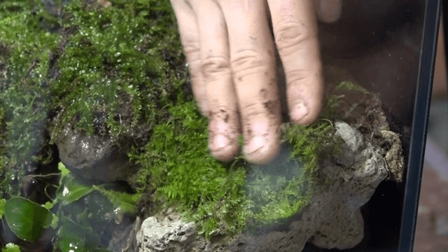 Hand arranging moss on a rock