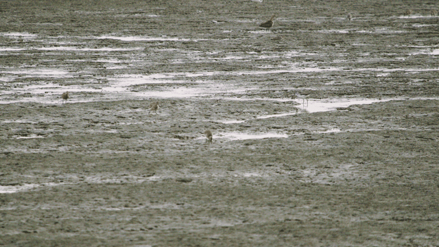 갯벌에 날개를 펴고 착륙하는 도요새